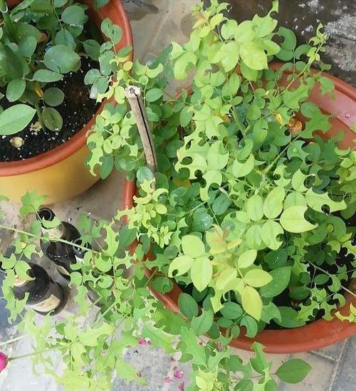 虫卵危机（以誓死坚守虫卵）