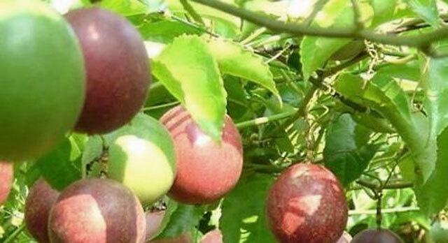 奶块种植百香果的最佳方法是什么？如何确保高产？