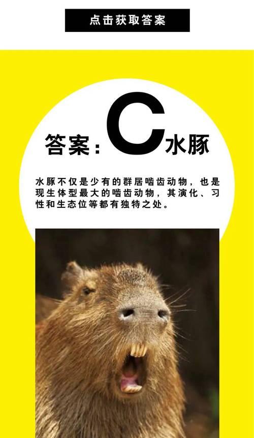 阴阳师水豚阵容搭配技巧是什么？水豚阵容的最佳组合是什么？