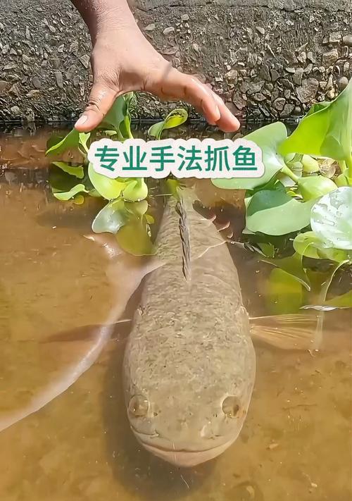摸鱼在我的世界中如何捕捉？捕捉方法是什么？