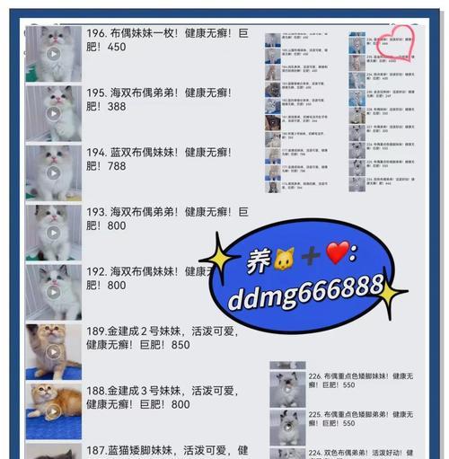 3色猫鞋子获取途径有哪些？稀有度如何？